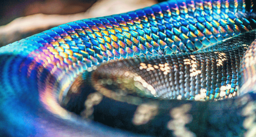 O que significa sonhar com cobra colorida — interpretação bíblica e cristã