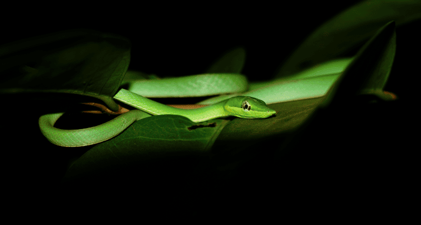 Sonhar com cobra verde – interpretação bíblica e significado cristão