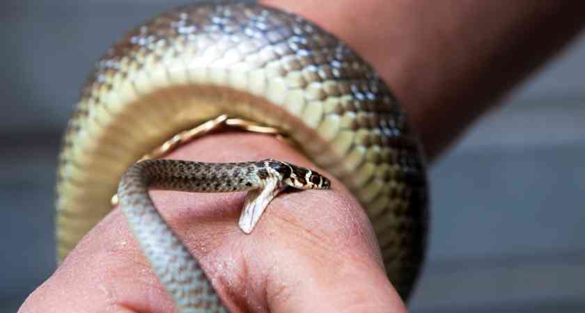 Sonhar com cobra te picando — interpretação espiritual e bíblica