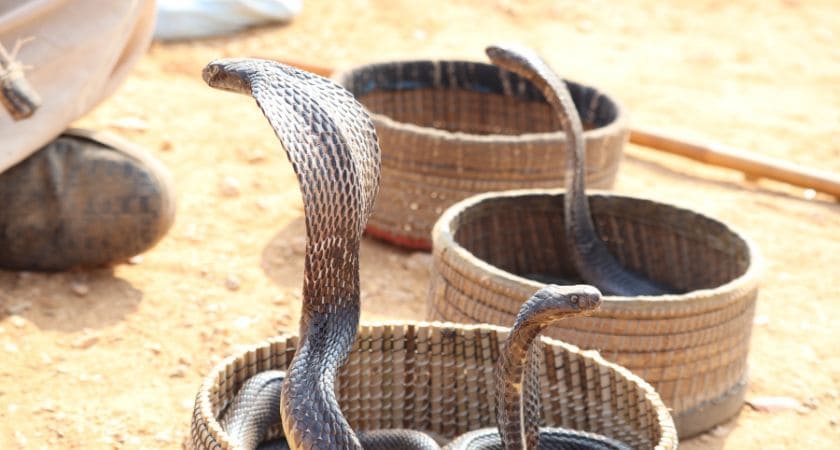 imagem de cobra grande e pequena representando sonhos espirituais