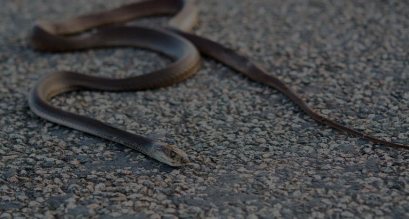 Sonhar com cobra morta — vitória espiritual e livramento divino