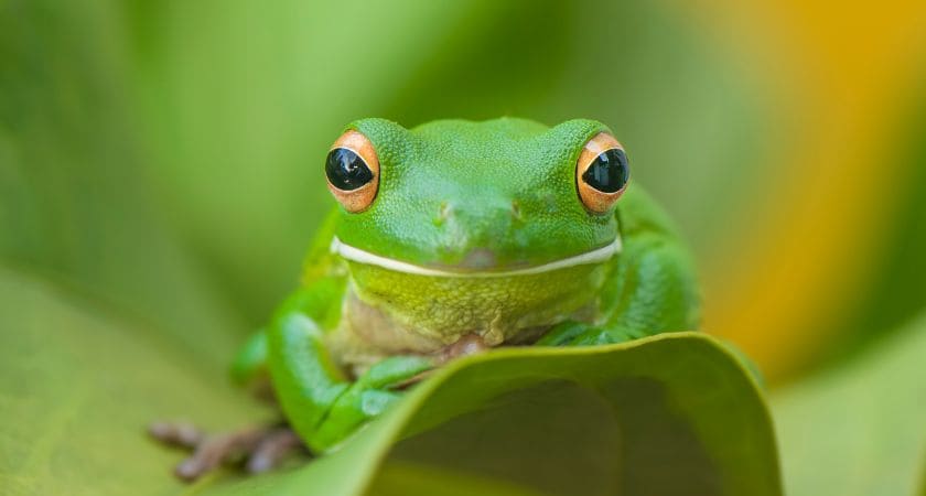 sonhar com sapo significado bíblico