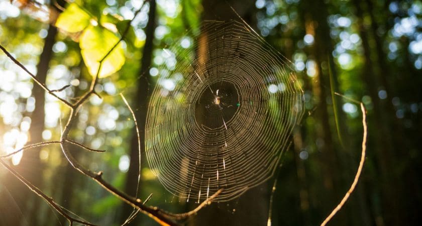 sonhar com aranha significado bíblico