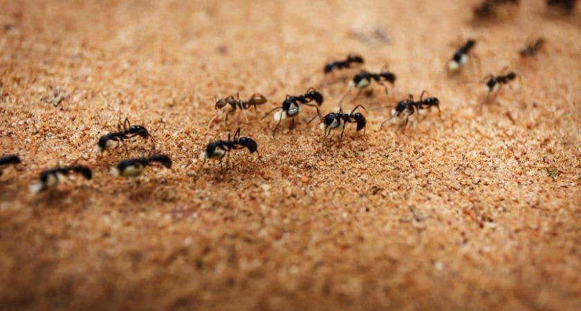 Sonhar com formigas: significado bíblico e espiritual