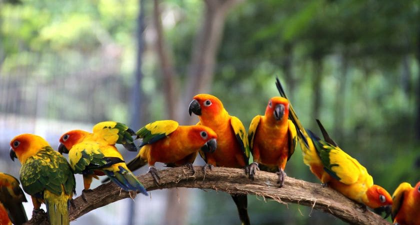 sonhar com pássaros significado bíblico e espiritual