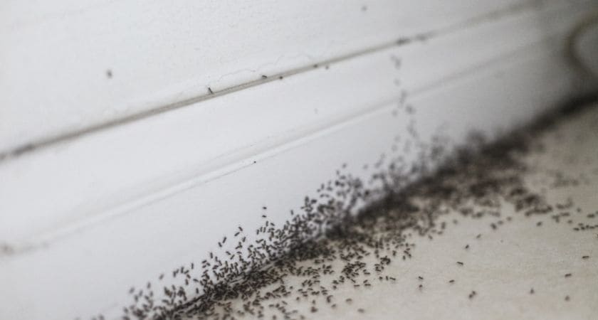 Sonhar com infestação de formigas — significado espiritual segundo a Bíblia