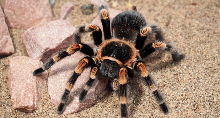Sonhar com aranhas no mundo espiritual e seu significado bíblico segundo a interpretação cristã dos sonhos.