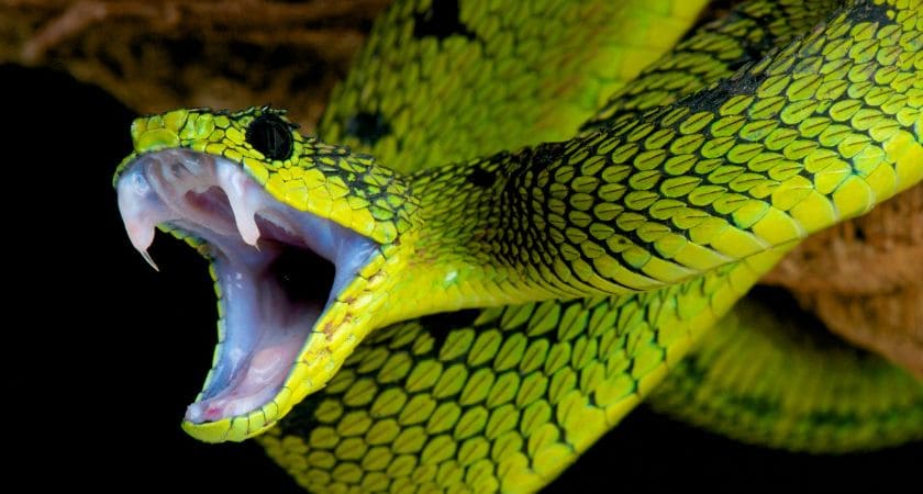 O que significa sonhar com cobra tacando?